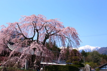 Điểm đến du lịch Nhật Bản mùa hoa đào nở