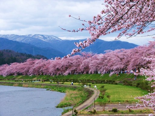 Hình ảnh hoa đào Nhật Bản