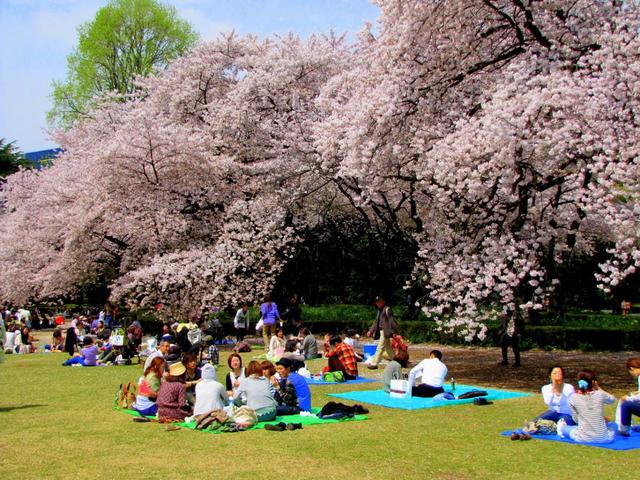 Hình ảnh mùa hoa đào Nhật Bản 