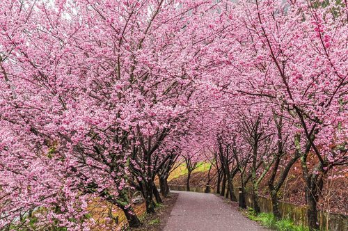 hình ảnh hoa đào Nhật Bản
