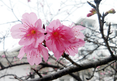 Hình ảnh mùa hoa anh đào Nhật Bản