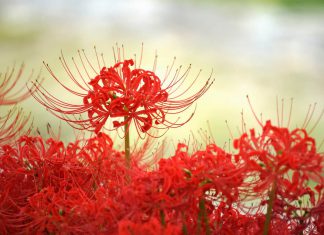 Du lịch Nhật Bản lắng nghe những câu chuyện truyền thuyết về hoa Bỉ Ngạn