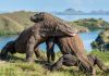 Du lịch đảo Komodo Indonesia, lưu ngay kinh nghiệm chi tiết từ A – Z Du lịch đảo Komodo Indonesia, lưu ngay kinh nghiệm chi tiết từ A - Z