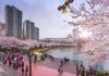 Đến hồ Seokchon Hàn Quốc – chiêm ngưỡng cảnh hoa anh đào khoe sắc rực rỡ Đến hồ Seokchon Hàn Quốc - chiêm ngưỡng cảnh hoa anh đào khoe sắc rực rỡ